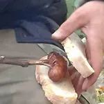 Vakantieboerderij Fattoria La Germana San Godenzo