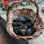 Fattoria La Germana Vakantieboerderij