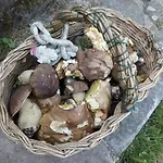 Fattoria La Germana Vakantieboerderij *