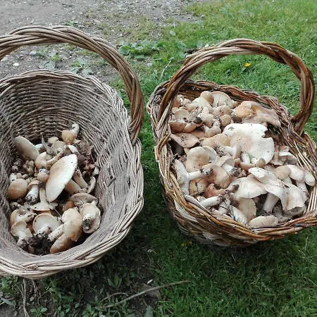 Fattoria La Germana *