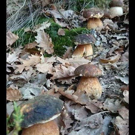 Fattoria La Germana * San Godenzo
