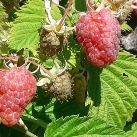 Fattoria La Germana *